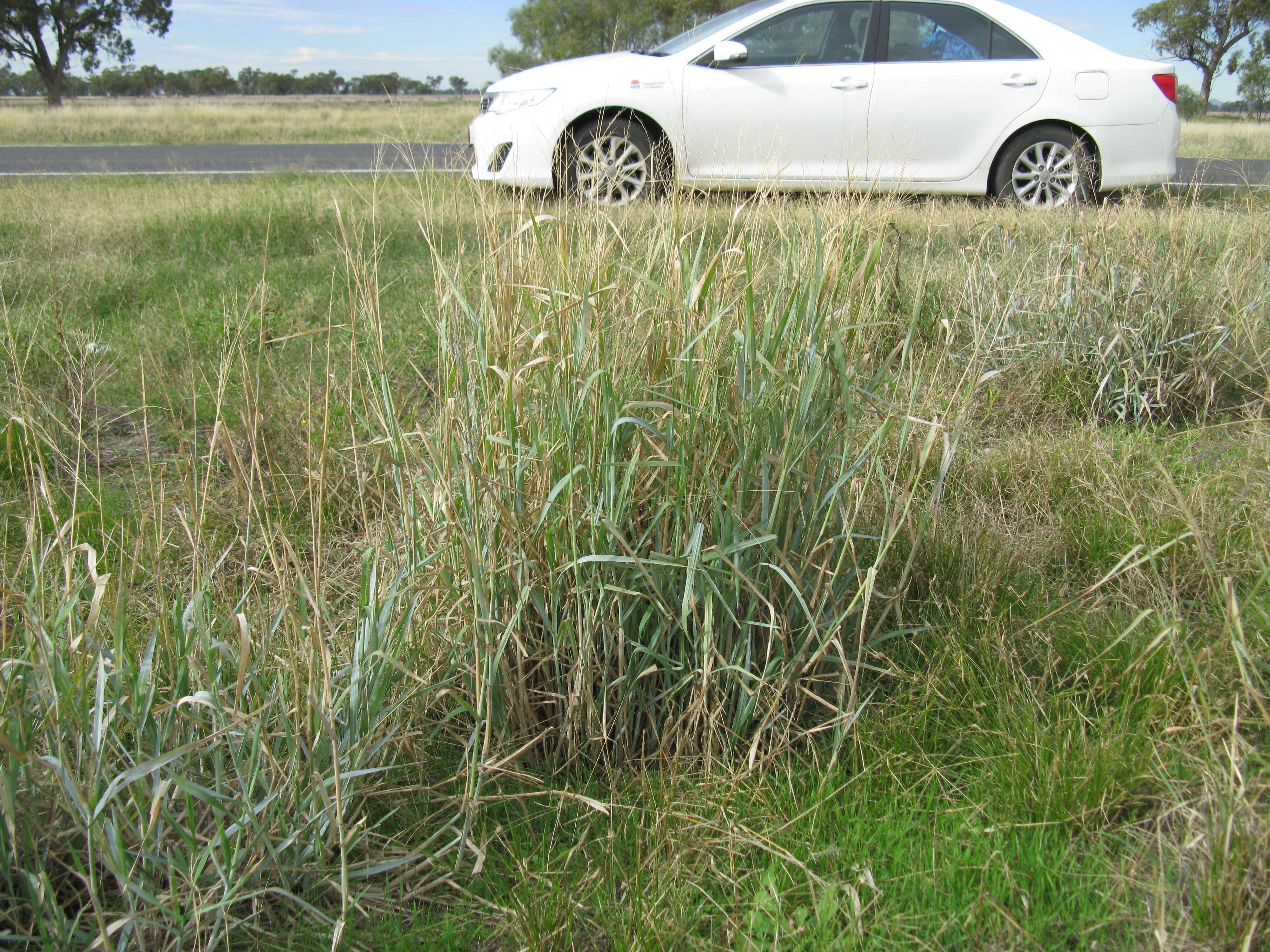 Image de Panicum coloratum L.