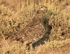 Image of Gunnison sage-grouse; greater sage-grouse