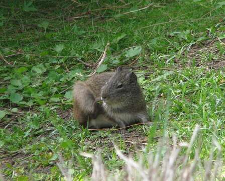 Image of Brazilian Guinea Pig