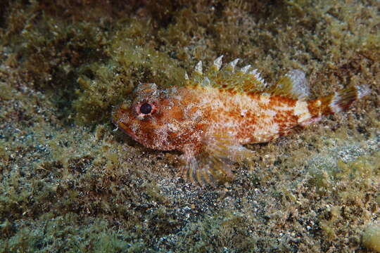 Image of Madeira Rock-fish