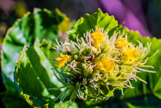 Image de Waltheria indica L.