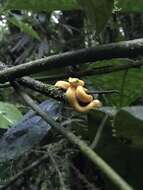 Image of Eyelash Viper