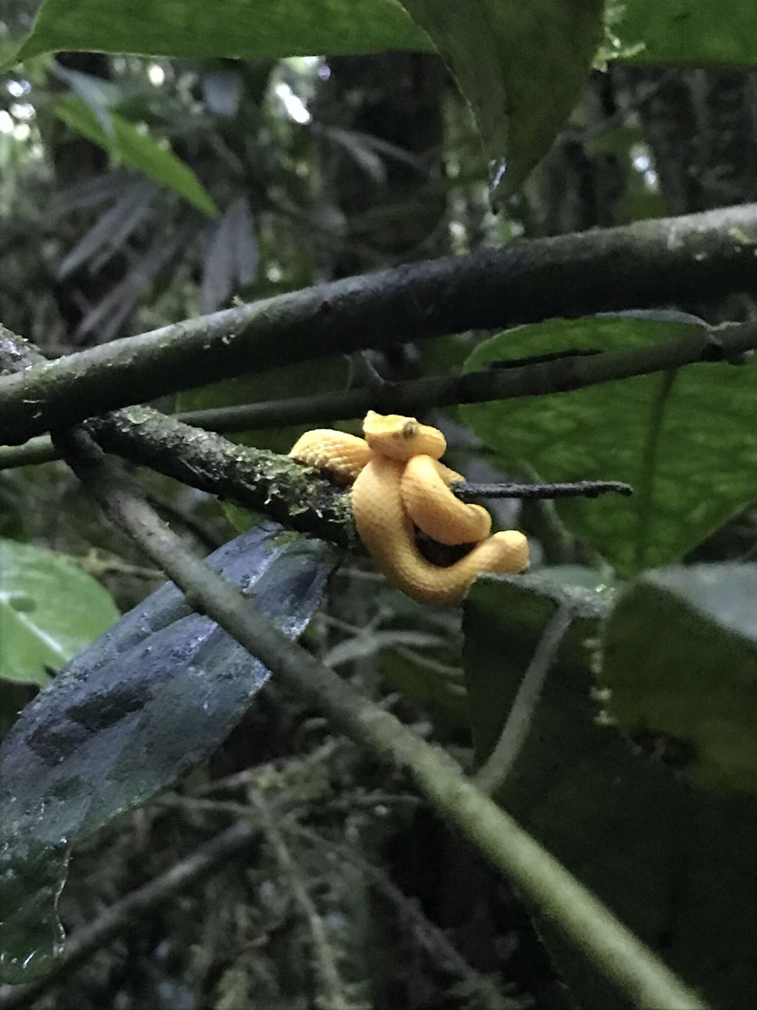 Image of Eyelash Viper