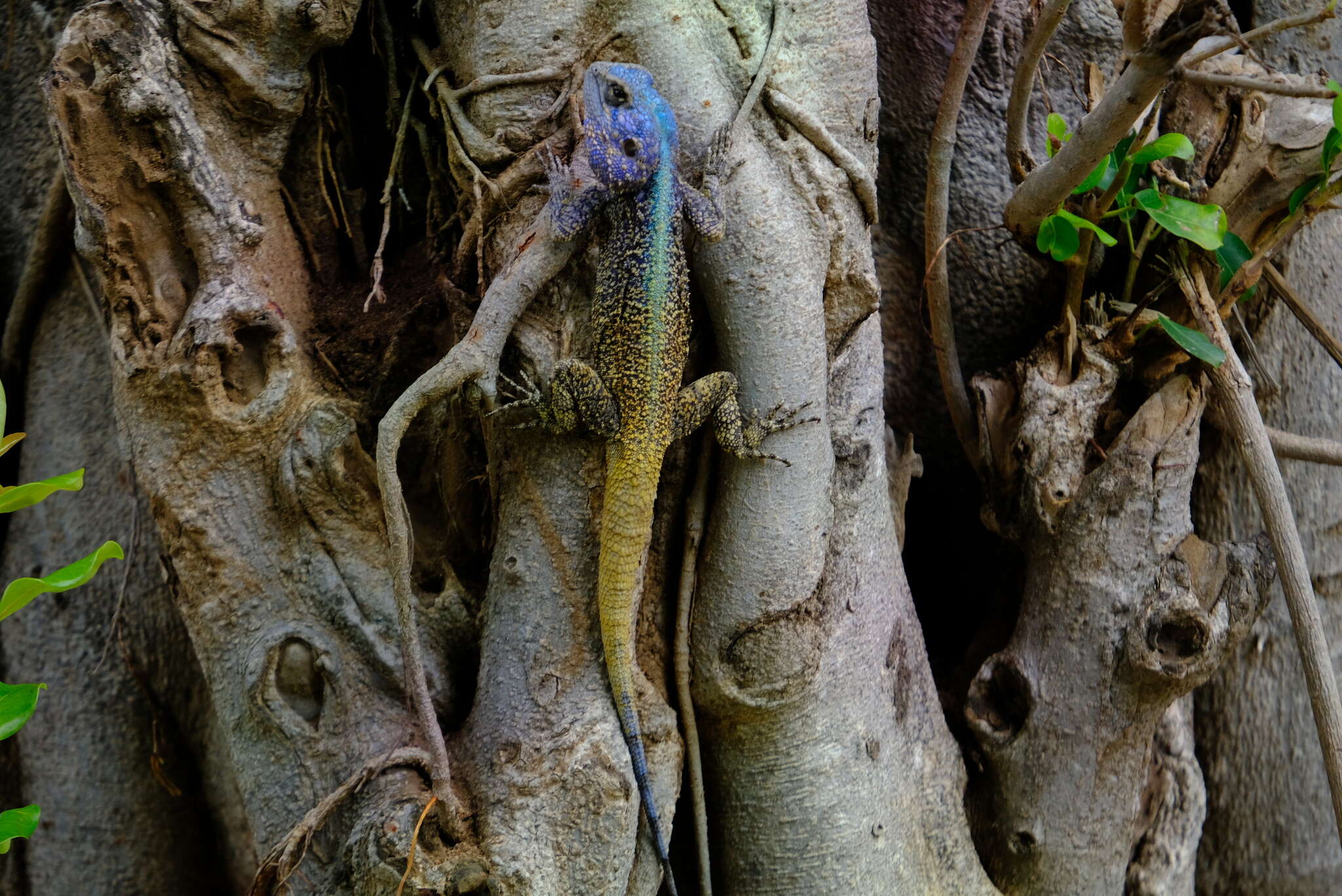 Image of Black-necked Agama