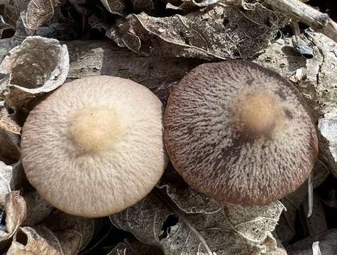 Image of Psathyrella bipellis (Quél.) A. H. Sm. 1946