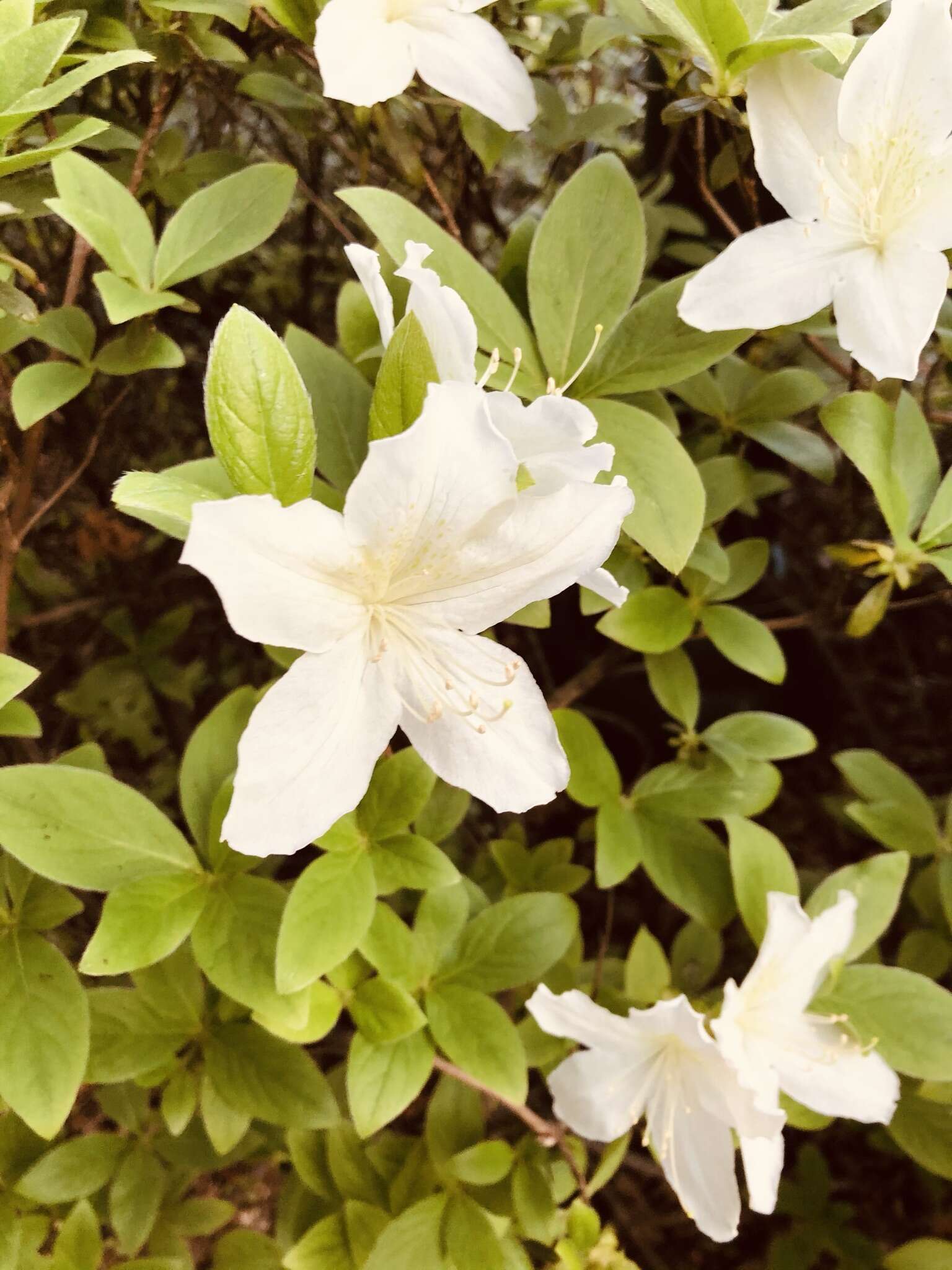 Image of Rhododendron veitchianum Hook.