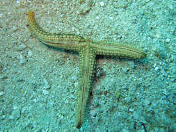 Image of Rose sea star