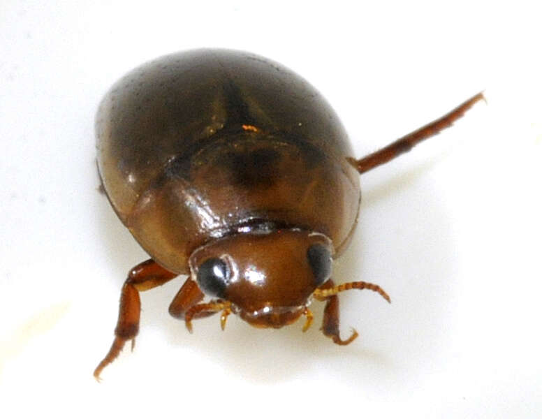 Image de Noterus clavicornis
