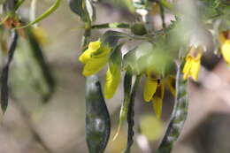 Image of Anagyris foetida L.