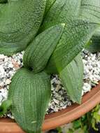 Image of Common Hedgehog Lily