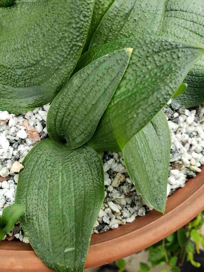 Image of Common Hedgehog Lily