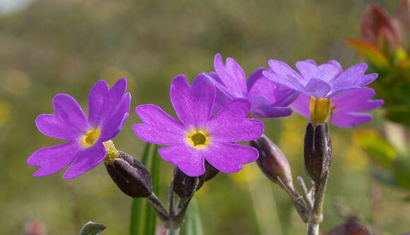 Plancia ëd Primula scandinavica Brunn.