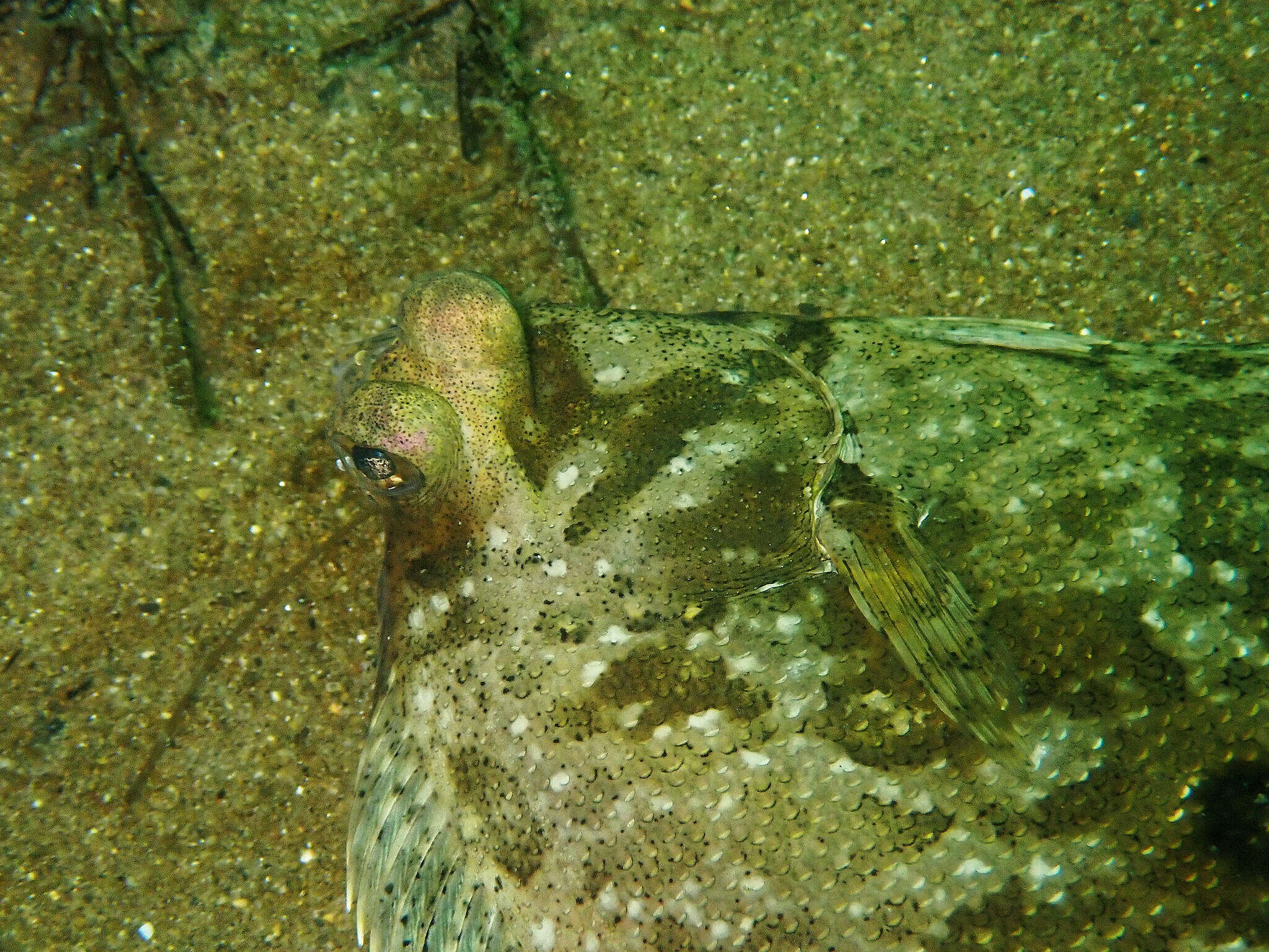 Imagem de Pleuronichthys coenosus Girard 1854