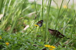 Plancia ëd Danaus (Anosia) melanippus Cramer 1777