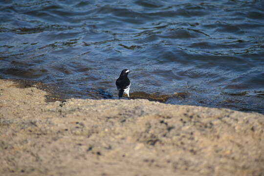 Image of White-browed Wagtail