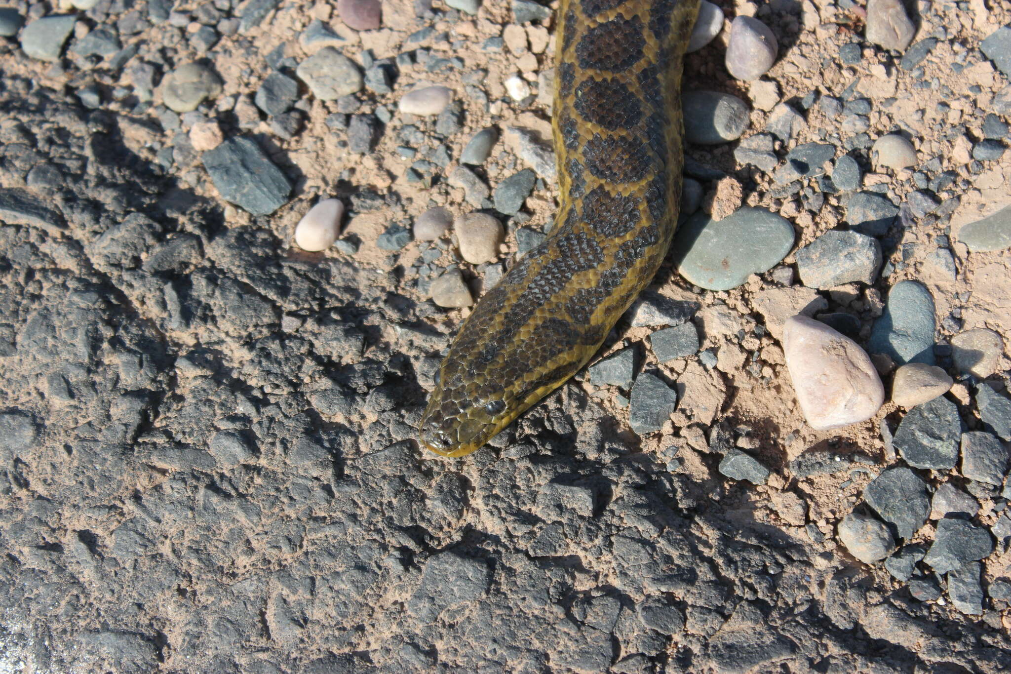 Image of Yellow anaconda