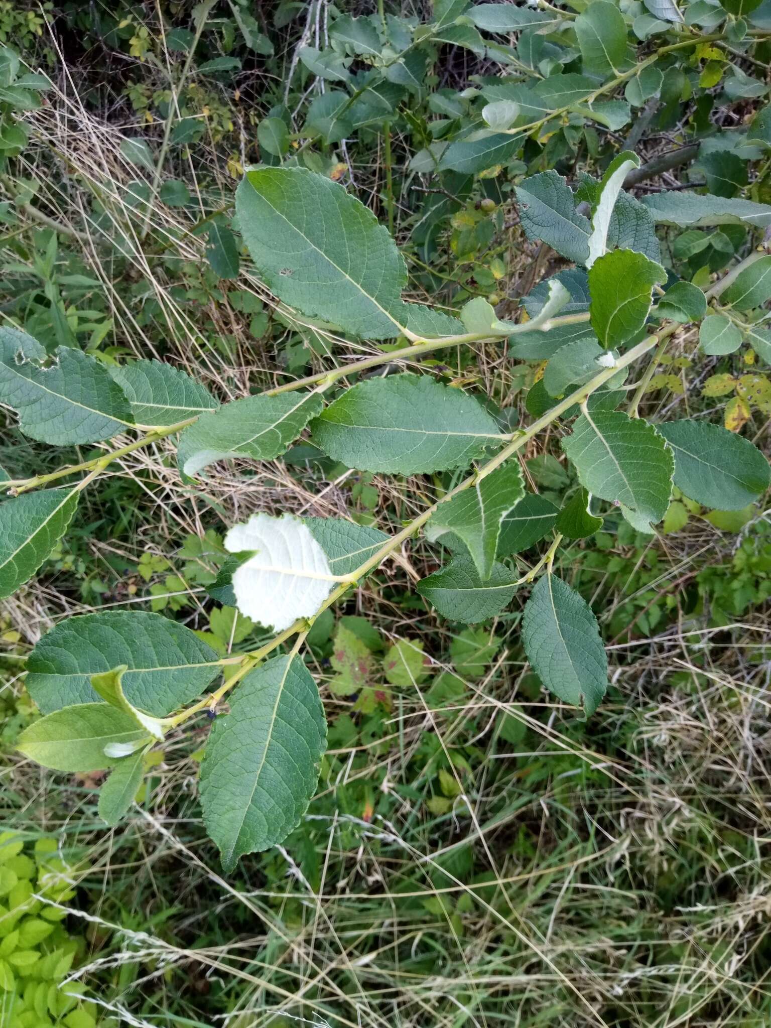 Image of goat willow