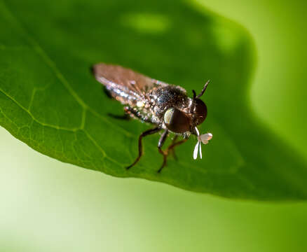 Image of robber flies