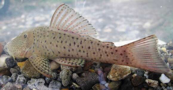 Image of Chaetostoma milesi Fowler 1941