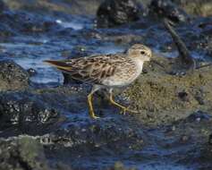 Image of Long-toed Stint