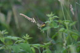 Geothlypis trichas (Linnaeus 1766) resmi