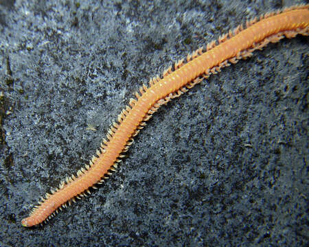 Image of Oenonidae
