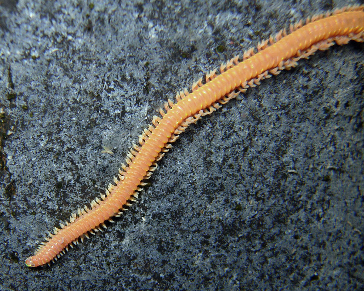 Image of Oenonidae
