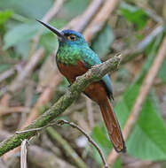 Image of Coppery-chested Jacamar