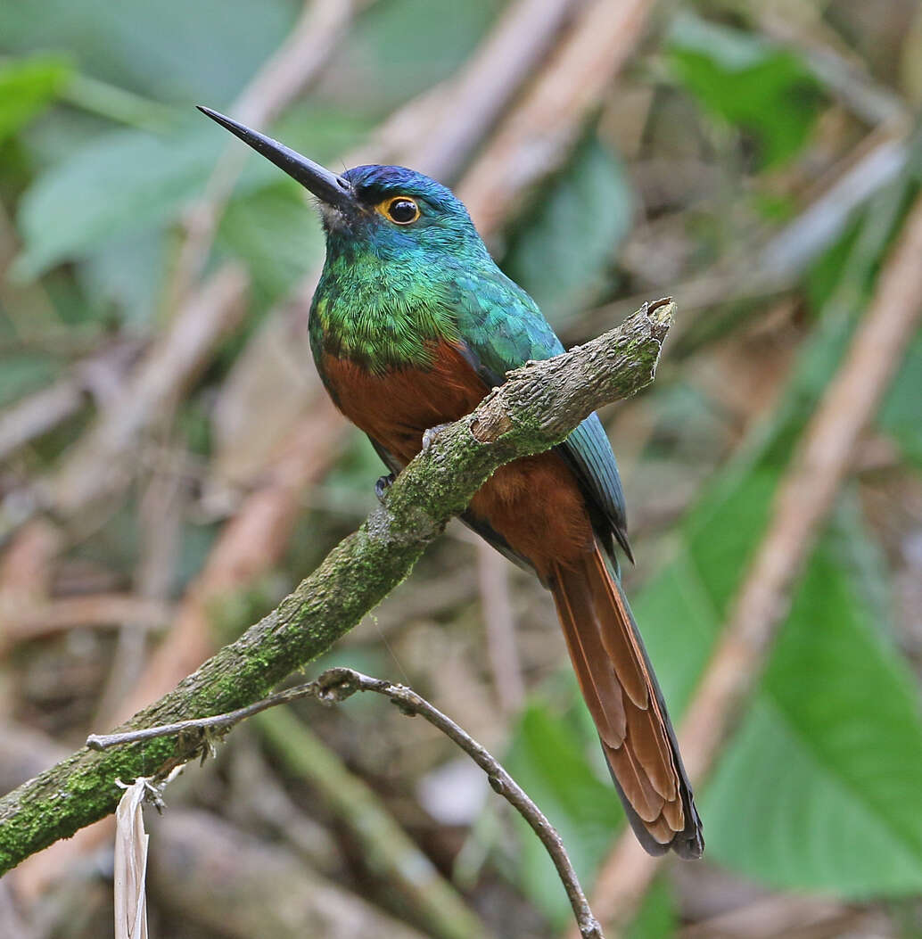 Image of Coppery-chested Jacamar