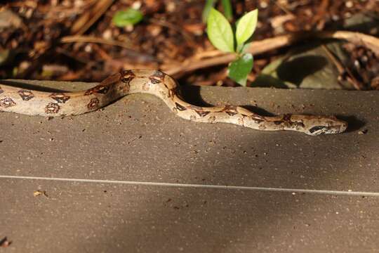 Image of Arabesque Boa