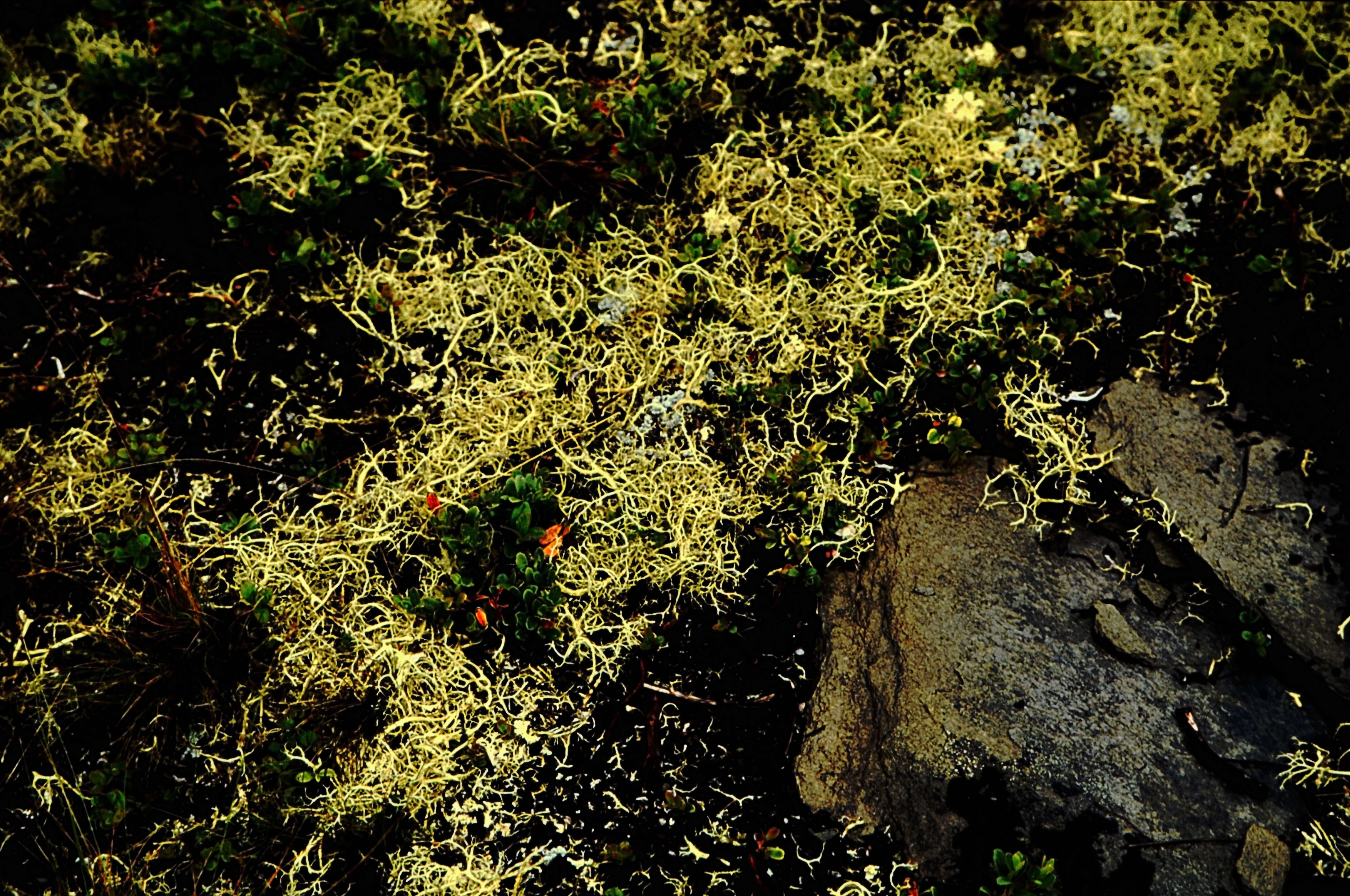 Image of island cetraria lichen