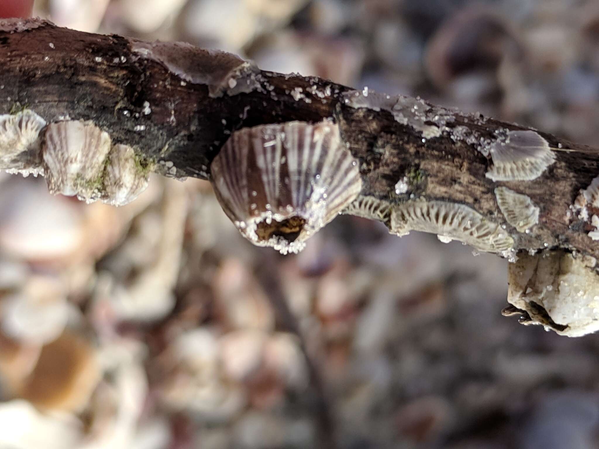 Image of Striped barnacle