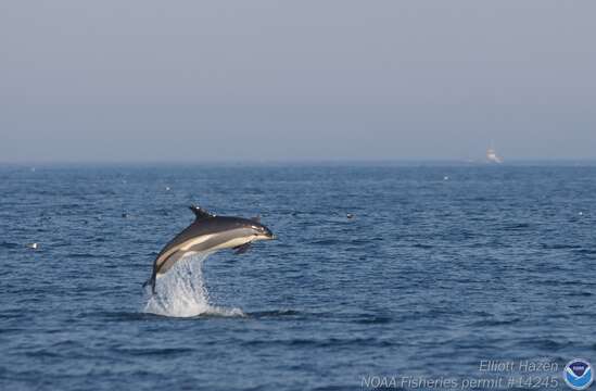 Image of atlantic white-sided dolphin, white-sided dolphin