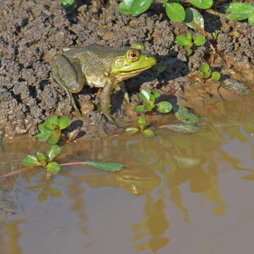 Image of American Bullfrog