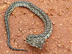 Image of Southern African Python