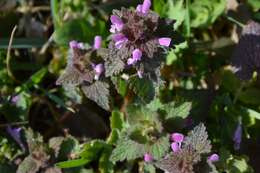 Image of purple archangel