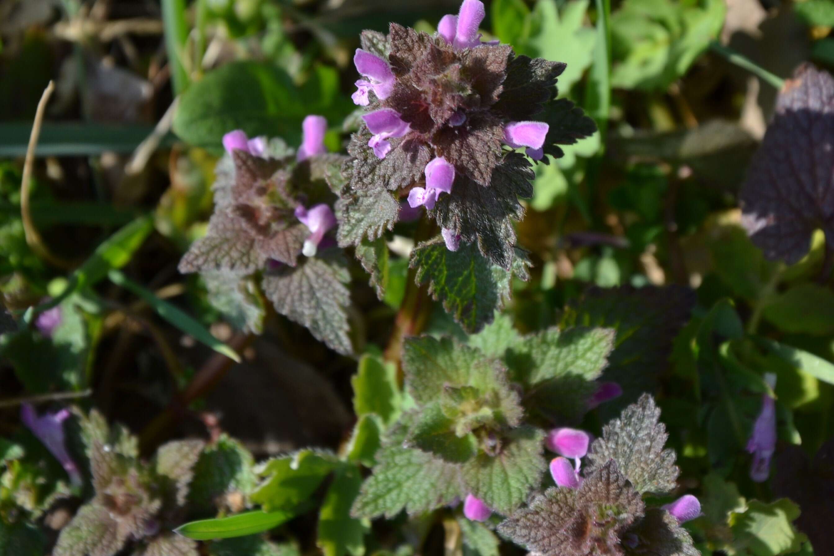 Image of purple archangel