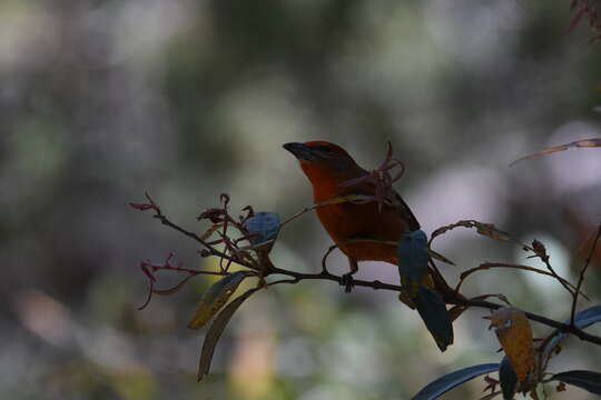 Image of Red Tanager