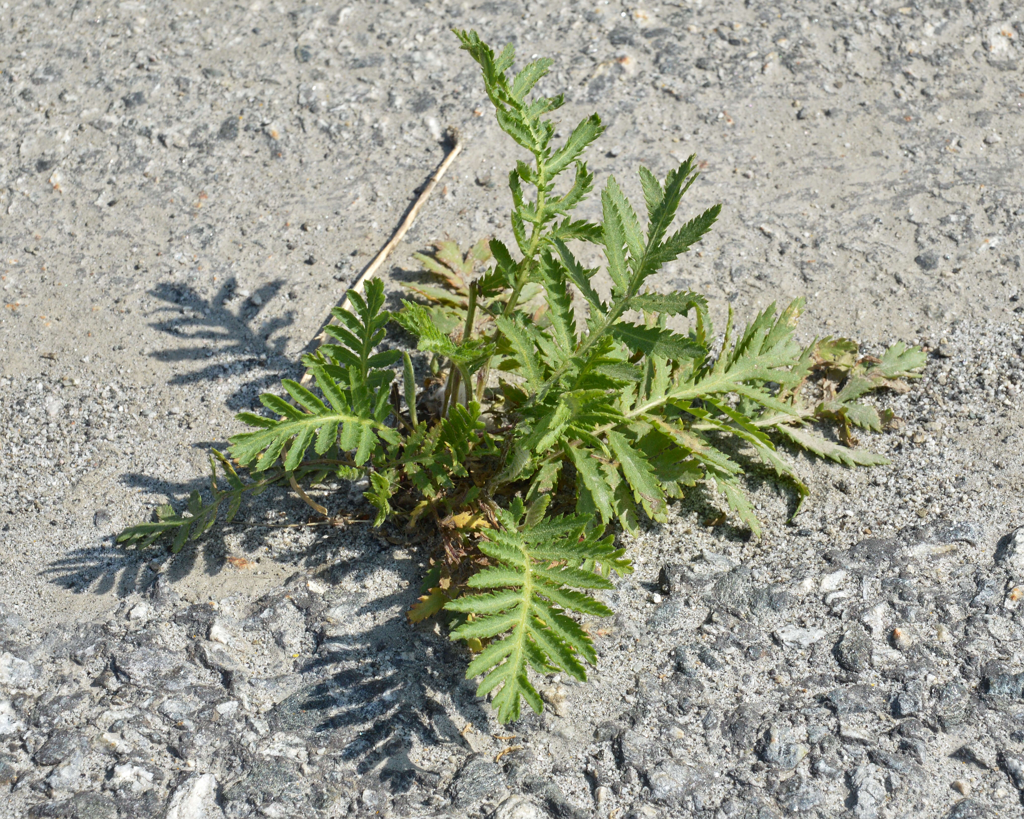 Image of common tansy