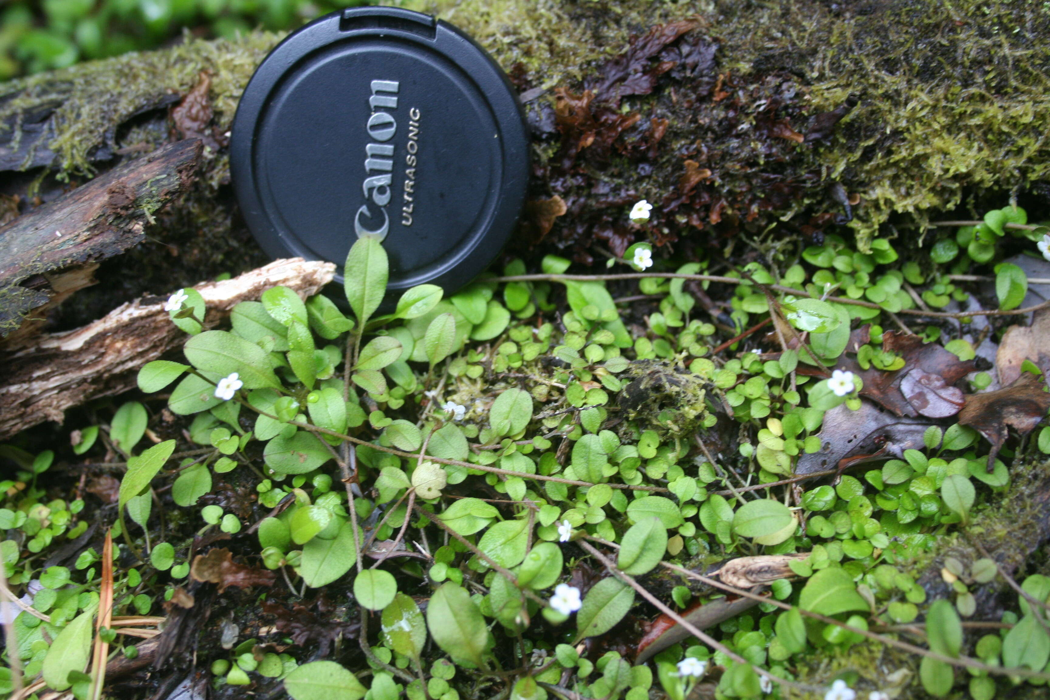 Image of Myosotis tenericaulis Petrie.