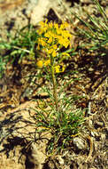 Image of western wallflower