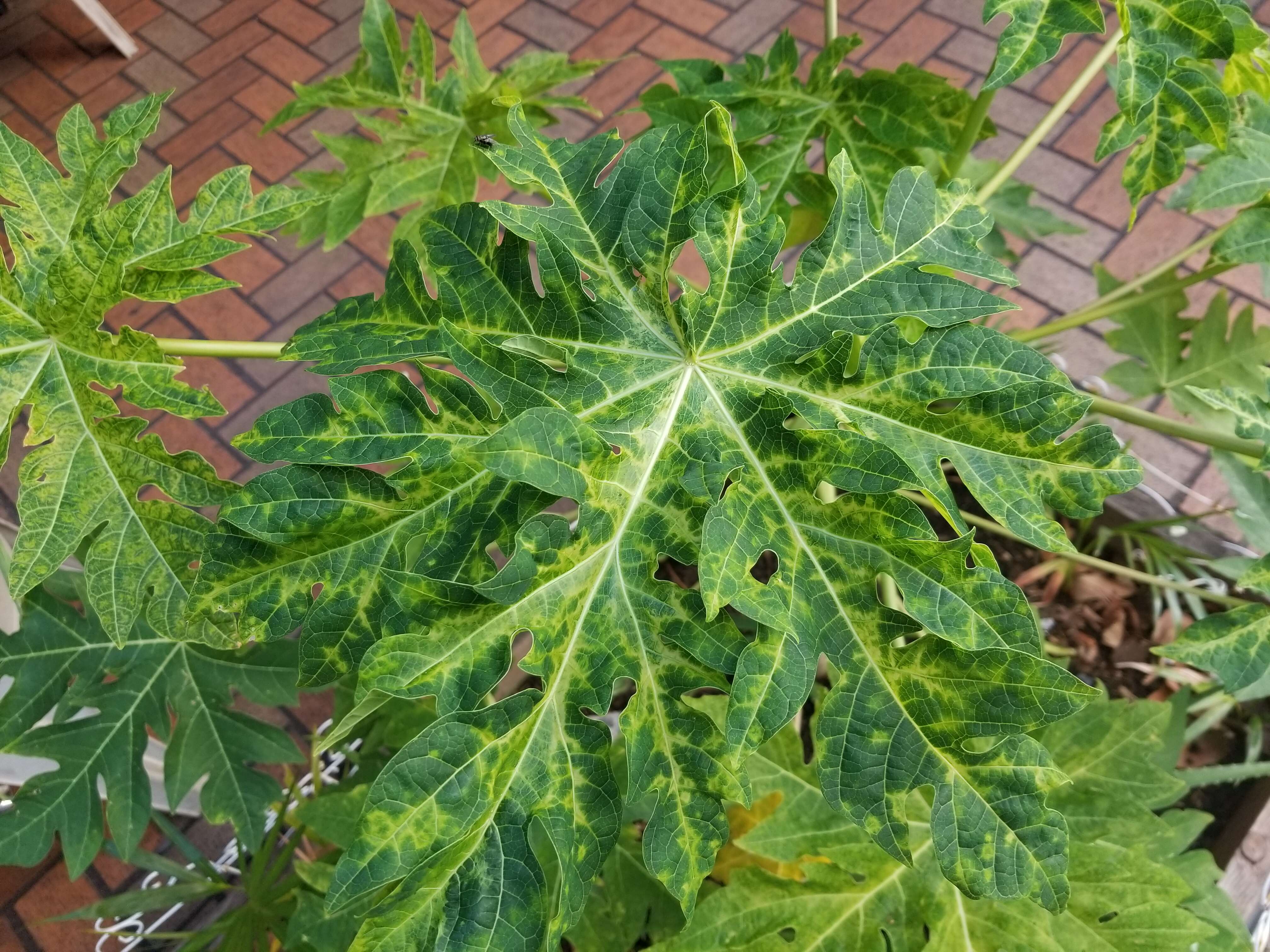 Image of Papaya ringspot virus