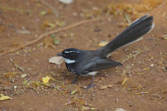 Image of White-spotted Fantail