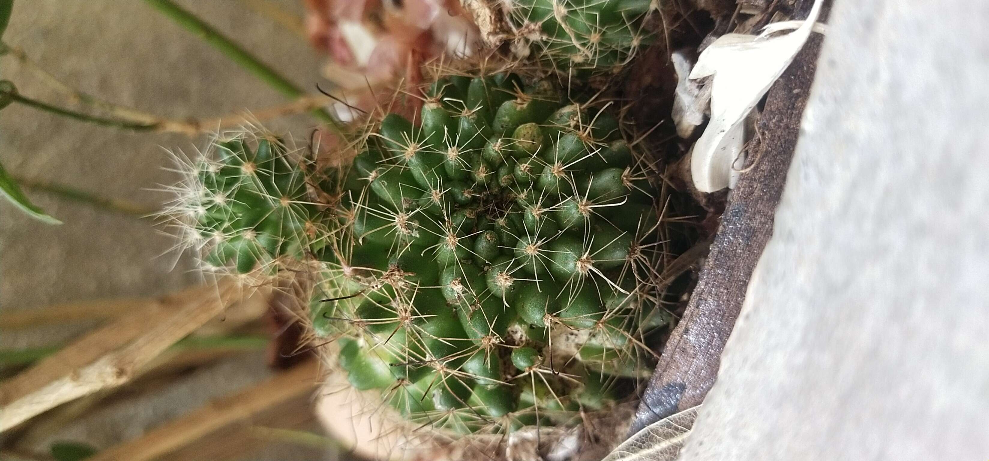 Image of globe cactus