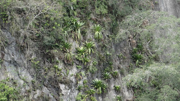 Image of <i>Pseudalcantarea grandis</i> (Schltdl.) Pinzón & Barfuss