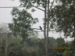 Image of Oriental Pied Hornbill