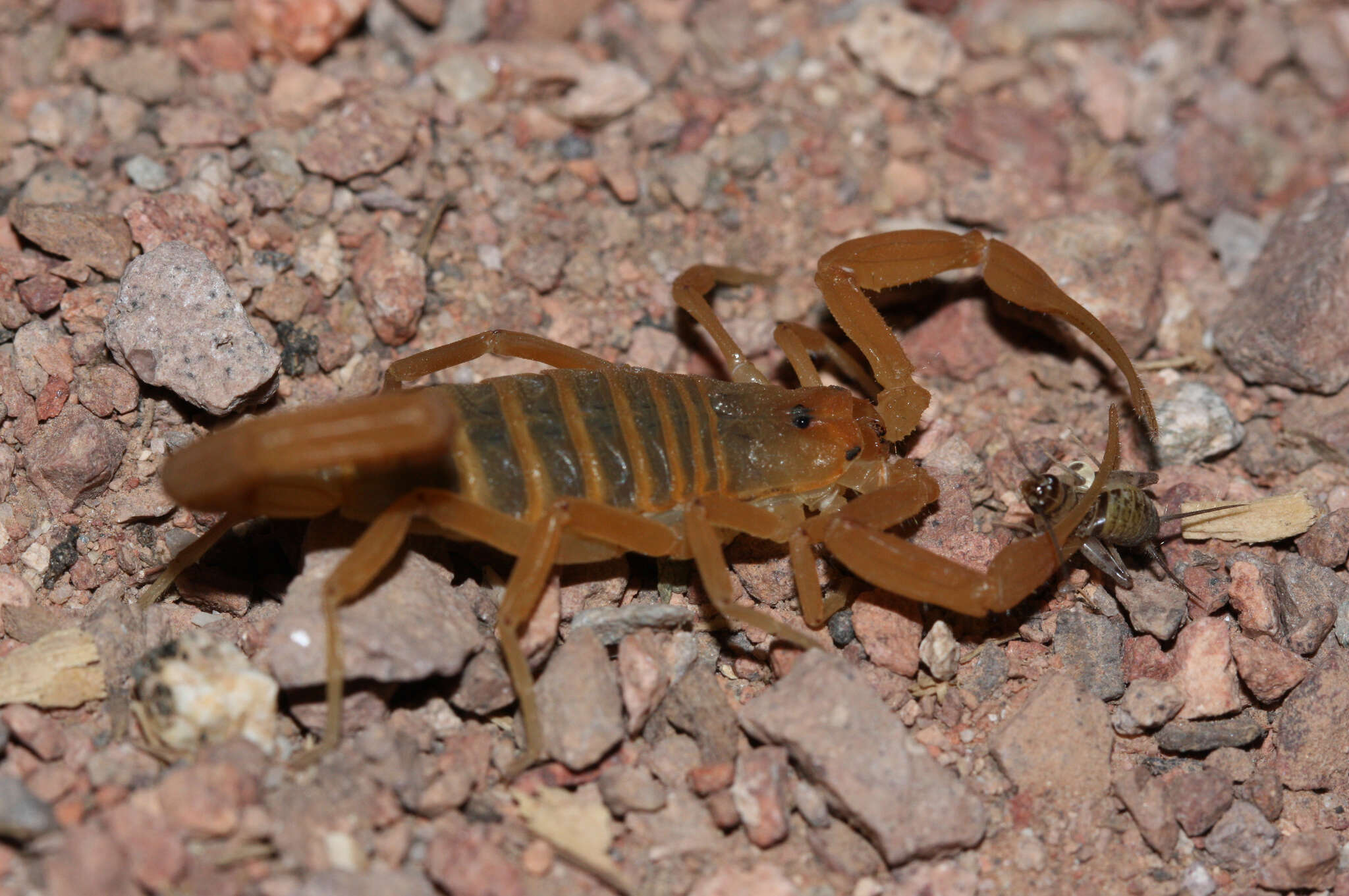 Image of Arizona Bark Scorpion