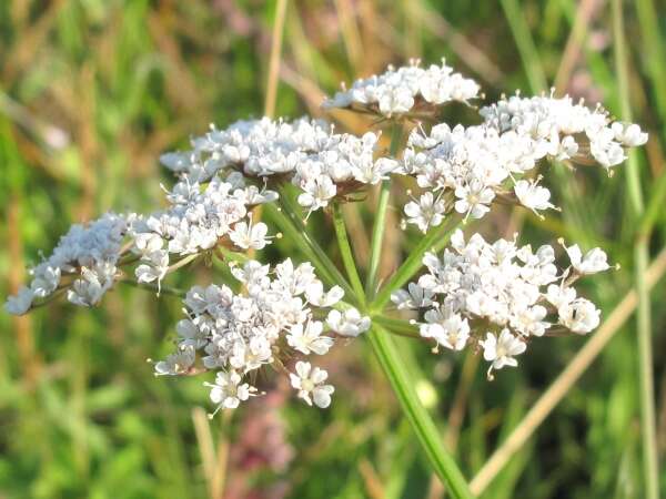 Oenanthe silaifolia Bieb. resmi