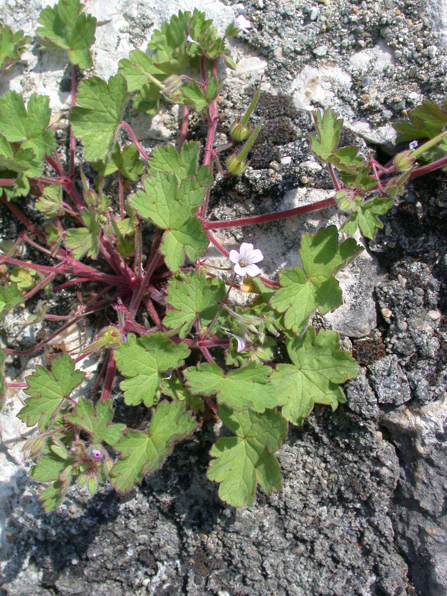 Image of Round-leaved Crane's-bill