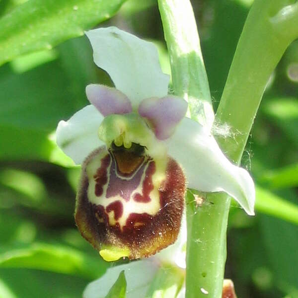 Image of Ophrys holosericea